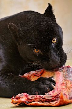 panther-eating.jpg
